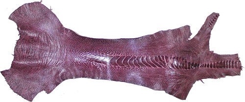 Da chân đà điểu có nhiều nét đẹp đặc trưng